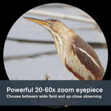 Celestron 52329 LandScout Catalejo de 80 mm en ángulo con Carcasa de Caucho, óptica Completamente revestida, Ocular con Zoom 20–60x, trípode de sobremesa y Adaptador para Smartphone, Verde