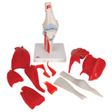 3B Scientific® Modelo de Articulación de Rodilla Humana – Anatomía de 12 Partes a Tamaño Real con Músculos, Ligamentos y Estructuras Óseas Desmontables + Smart Anatomy App (Garantía de 5 Años)