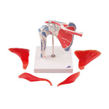 3B Scientific® Articulación del Hombro con Manguito Rotador – Modelo Anatómico Humano a Tamaño Real con Músculos, Componentes Desmontables, App 3B Smart Anatomy (Ayuda Didáctica Médica)