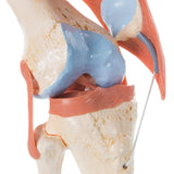 3B Scientific® Modelo Funcional de Articulación de la Rodilla – De Lujo a Tamaño Real con Ligamentos, Demuestra Movimiento Natural + Smart Anatomy App (Garantía de 5 Años)