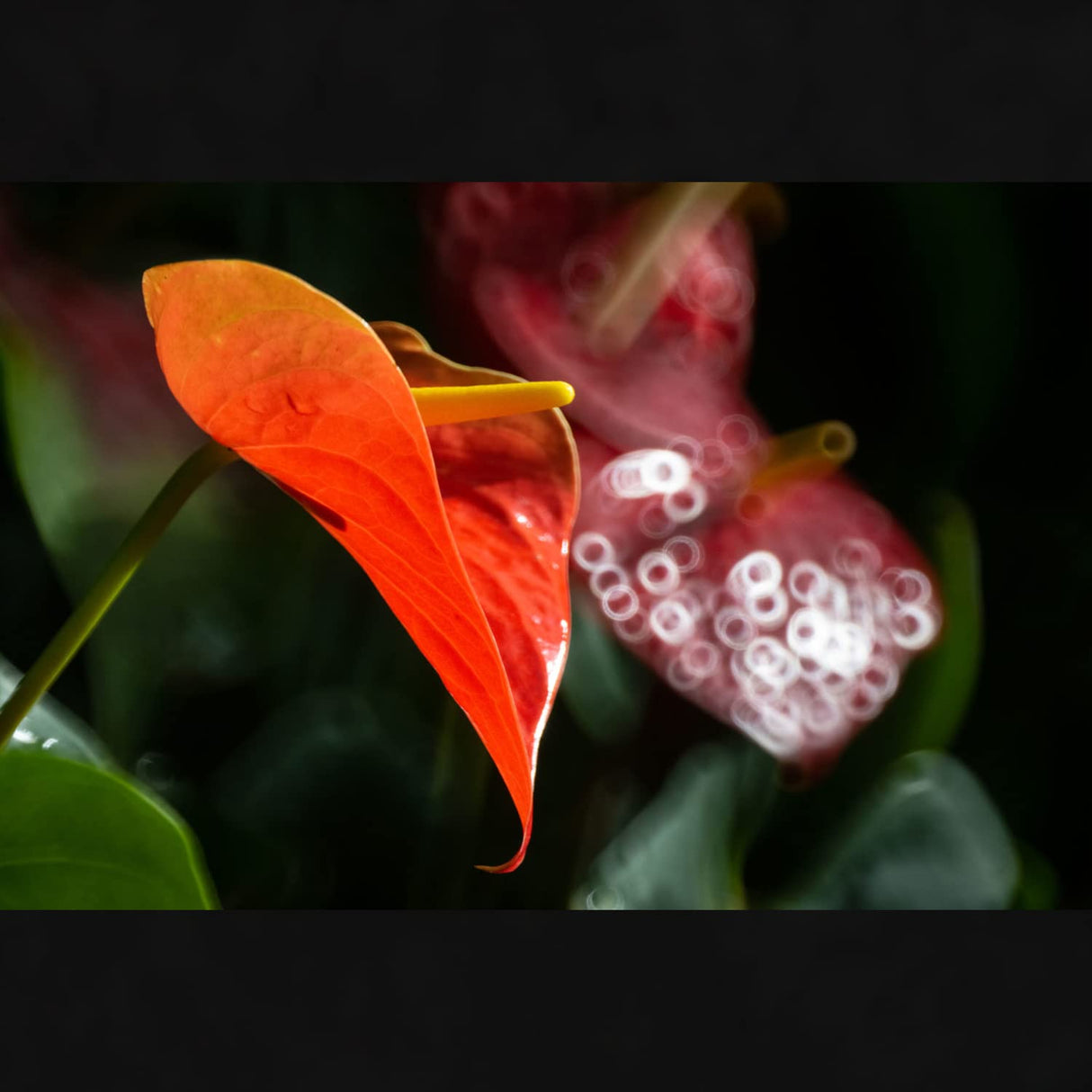 Tokina SZX 500mm F8 MF Nikon Z