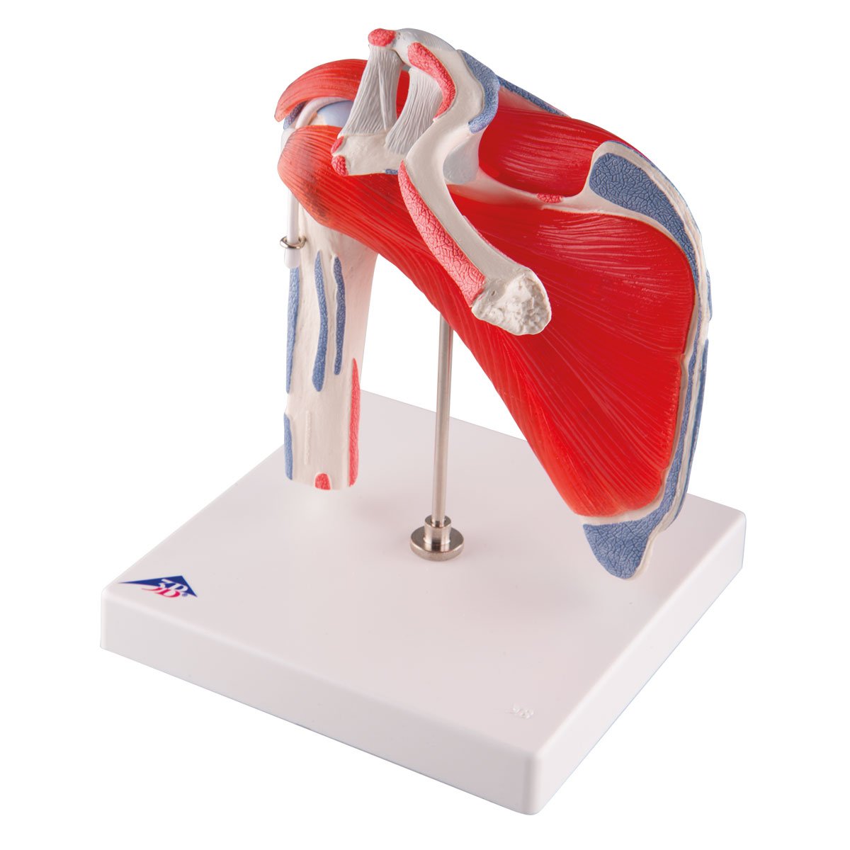 3B Scientific® Articulación del Hombro con Manguito Rotador – Modelo Anatómico Humano a Tamaño Real con Músculos, Componentes Desmontables, App 3B Smart Anatomy (Ayuda Didáctica Médica)