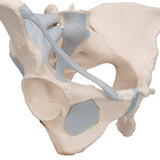 3B Scientific H20/2 Modelo de anatomía humana Pelvis Femenina Con Ligamentos, 3, Partes + App de anatomía gratuita - 3B Smart Anatomy