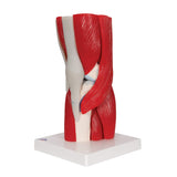 3B Scientific® Modelo de Articulación de Rodilla Humana – Anatomía de 12 Partes a Tamaño Real con Músculos, Ligamentos y Estructuras Óseas Desmontables + Smart Anatomy App (Garantía de 5 Años)