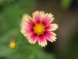 Panasonic LUMIX Micro Four Thirds Lente de cámara, Leica DG Vario-SUMMILUX 25-50mm F1.7 ASPH, Apertura Continua, Rendimiento de Video, H-X2550