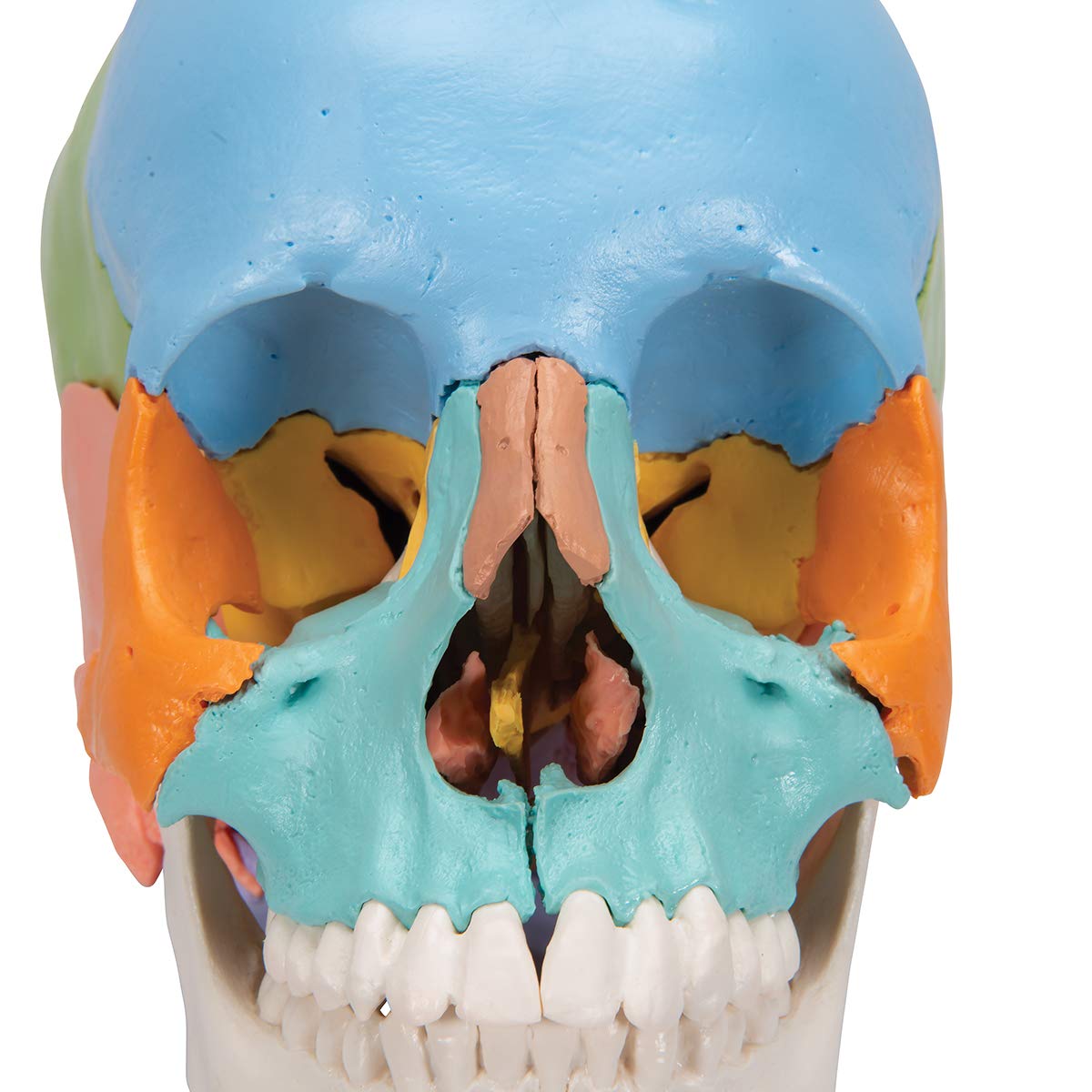 3B Scientific A291 Modelo de Anatomía Humana Cráneo, Kit Didáctico, 22 Partes