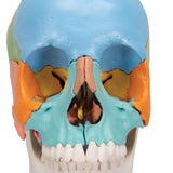 3B Scientific A291 Modelo de Anatomía Humana Cráneo, Kit Didáctico, 22 Partes