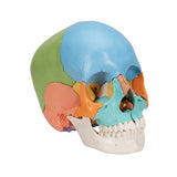 3B Scientific A291 Modelo de Anatomía Humana Cráneo, Kit Didáctico, 22 Partes