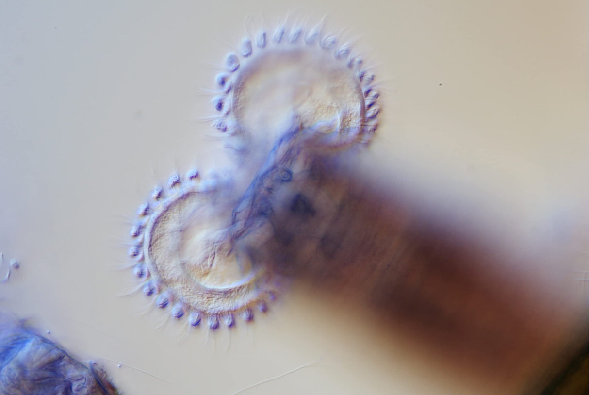 Bresser MikroCam II - Cámara microscópica (20 MP, 1 Pulgada, USB 3.0, Sensor Sony IMX183)