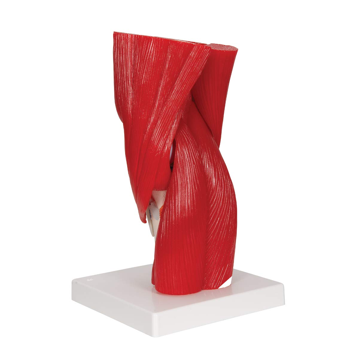 3B Scientific® Modelo de Articulación de Rodilla Humana – Anatomía de 12 Partes a Tamaño Real con Músculos, Ligamentos y Estructuras Óseas Desmontables + Smart Anatomy App (Garantía de 5 Años)