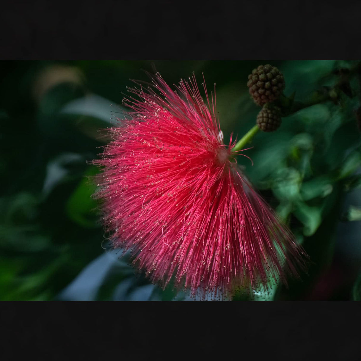 Tokina SZX 500mm F8 MF Nikon Z