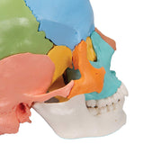 3B Scientific A291 Modelo de Anatomía Humana Cráneo, Kit Didáctico, 22 Partes