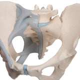 3B Scientific H20/2 Modelo de anatomía humana Pelvis Femenina Con Ligamentos, 3, Partes + App de anatomía gratuita - 3B Smart Anatomy