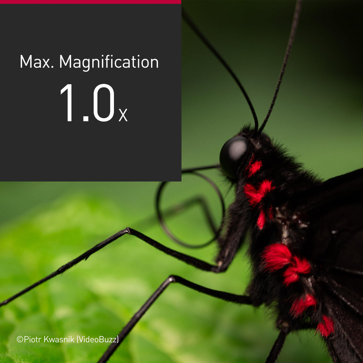Panasonic Lumix S-E100 Lente Macro F2.8 100 mm, Lente de Fotograma Completo, Diseño Compacto y Liviano, 298 g, Motor Lineal de Doble Fase, Aumento de Tamaño Real 1:1, Ideal para Video, Negro