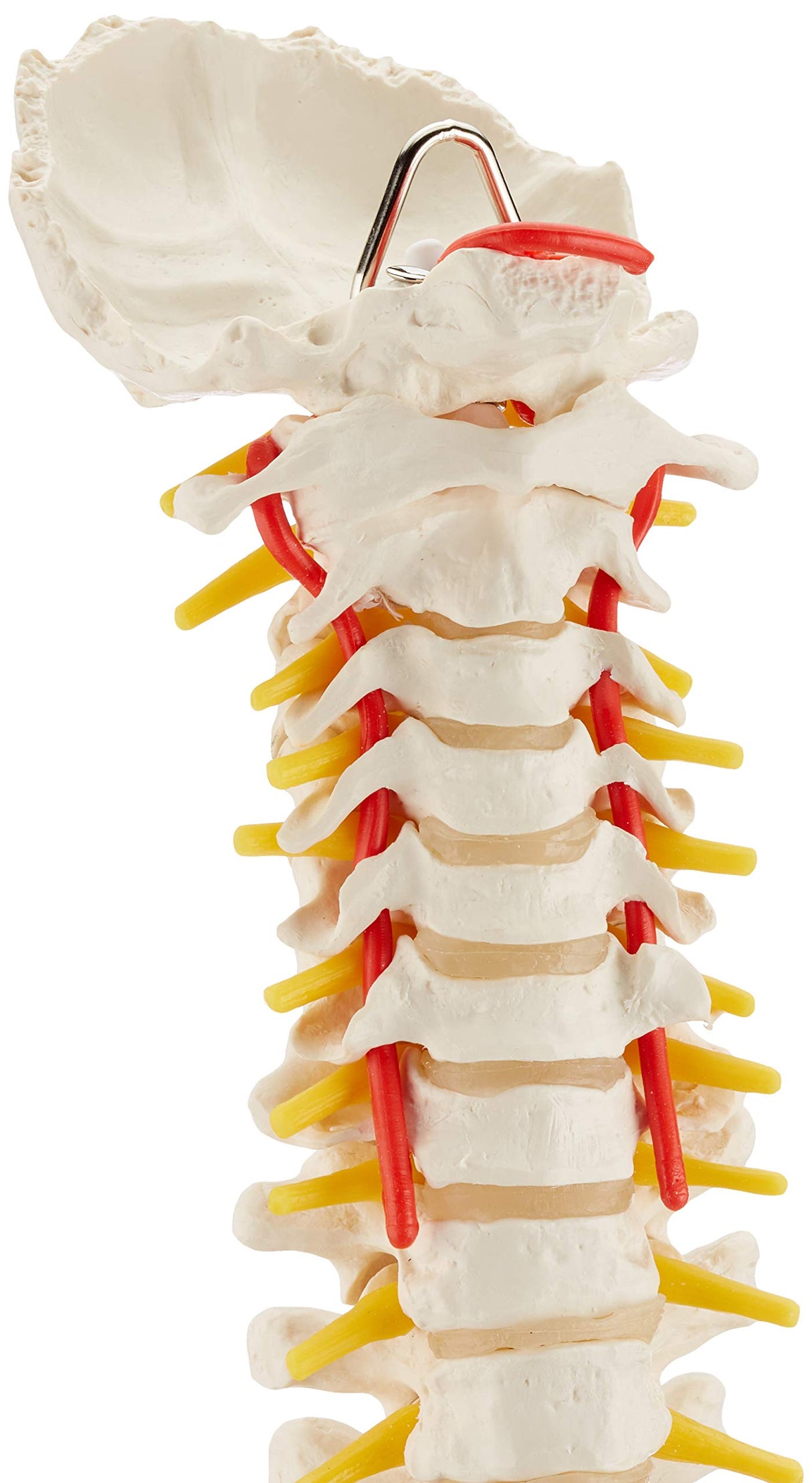 3B Scientific® Columna Vertebral Flexible – Columna a Tamaño Real con Hernia de Disco, Nervios/Arteria Espinal, Pelvis + Acceso a la App 3B Smart Anatomy