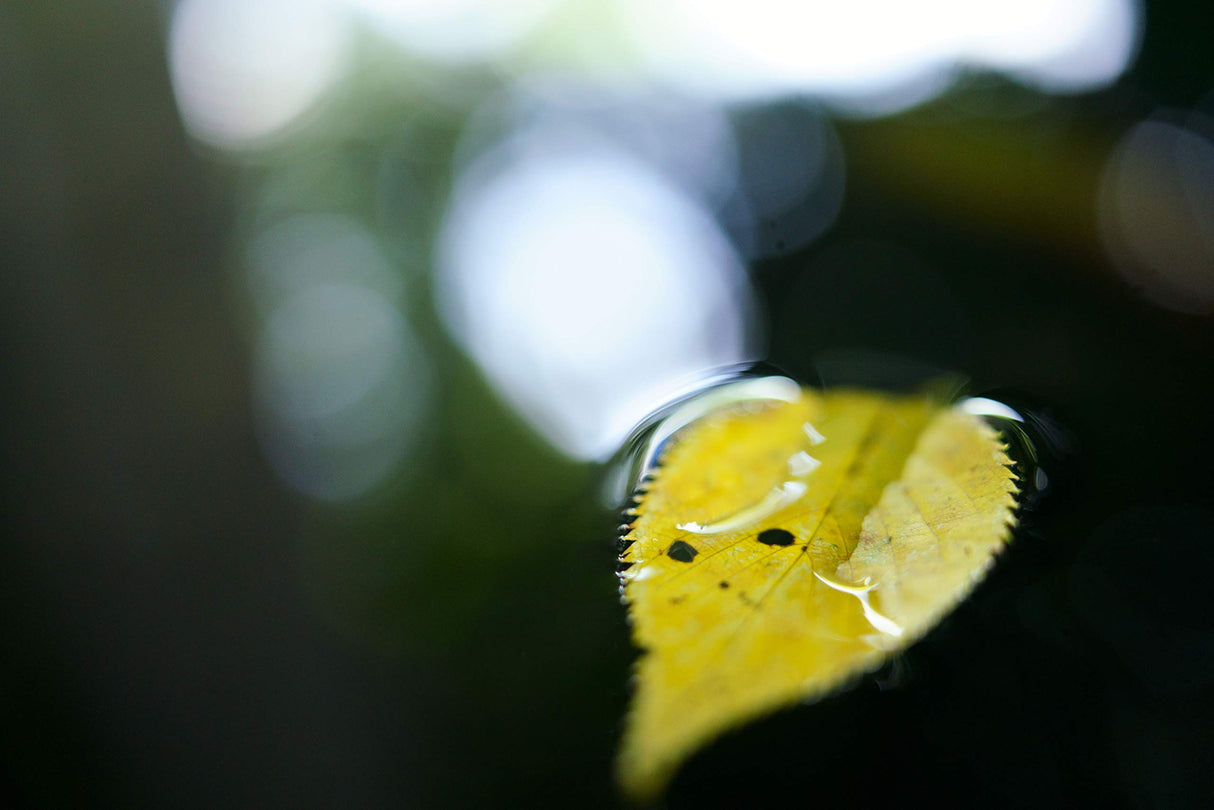 Tamron F053SF - Objetivo de 35 mm F/2.8, Di III RXD Macro 1:2 Sony FE