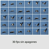 Sony RX10 V | Cámara con Zoom de Alto Rendimiento (24-600 mm)