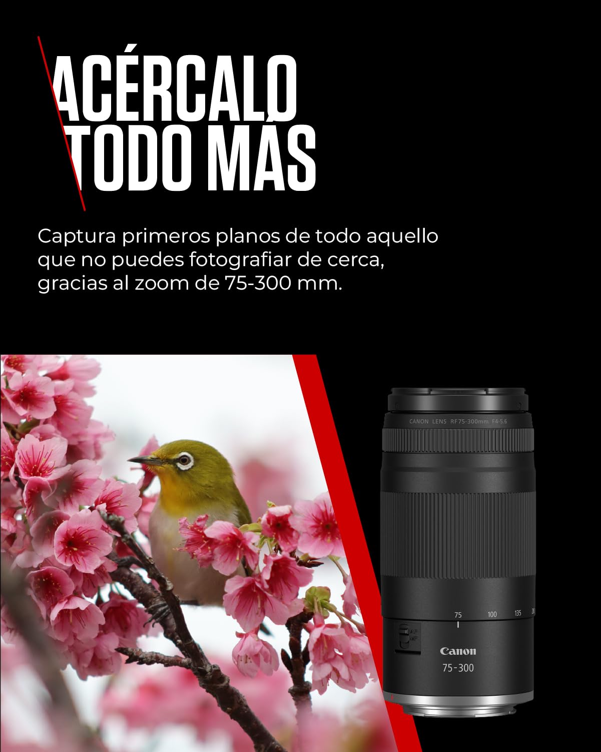 Canon Objetivo RF 75-300mm F4-5.6 | Teleobjetivo Zoom Ligero para Fotografía de Naturaleza y Deportes | Enfoque Automático y Revestimiento Super Spectra | Compatible con Cámaras Canon EOS R