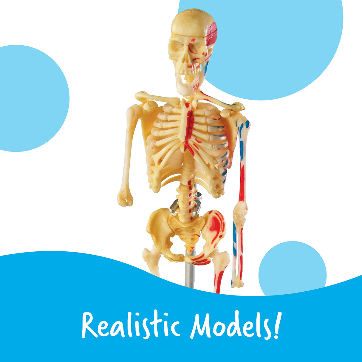 Learning Resources Set de Modelos anatómicos