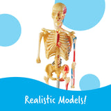 Learning Resources Set de Modelos anatómicos