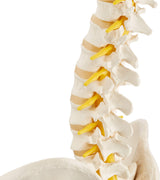 3B Scientific® Columna Vertebral Flexible – Columna a Tamaño Real con Hernia de Disco, Nervios/Arteria Espinal, Pelvis + Acceso a la App 3B Smart Anatomy