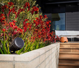 Polk Audio Atrium Sat 300 BR marrón