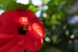 Tamron F051SF - Objetivo de 24 mm F/2.8, Di III RXD Macro 1:2 Sony FE