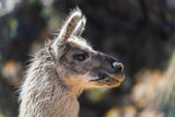 TAMRON 35-150 mm F/2-2.8 Di III VXD, lente para montura Sony E, negra