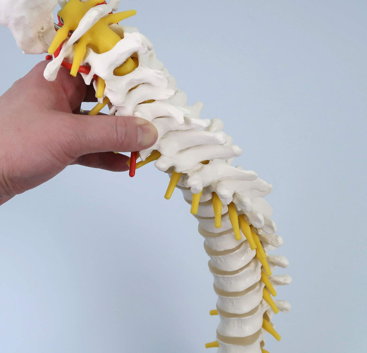 3B Scientific® Columna Vertebral Flexible – Columna a Tamaño Real con Hernia de Disco, Nervios/Arteria Espinal, Pelvis + Acceso a la App 3B Smart Anatomy