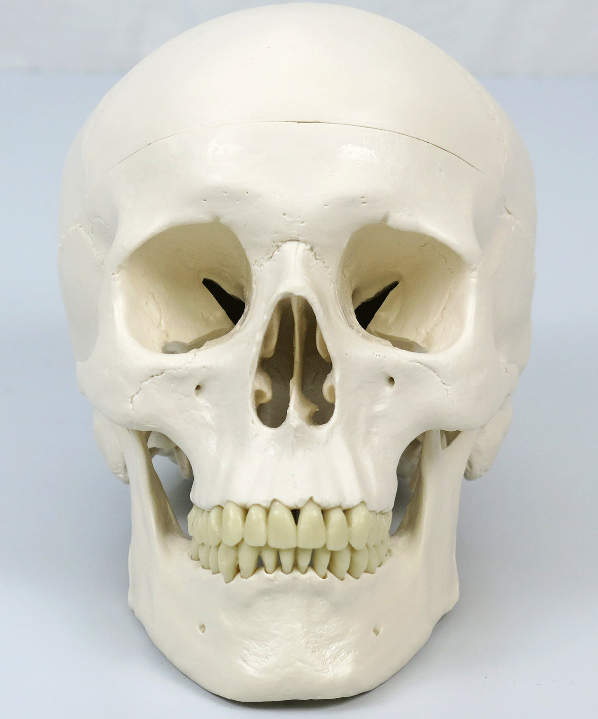 3B Scientific A10/1 Modelo de anatomía humana Esqueleto Clásico Stan Colgado sobre Soporte con 5 Rollen