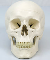 3B Scientific A10/1 Modelo de anatomía humana Esqueleto Clásico Stan Colgado sobre Soporte con 5 Rollen
