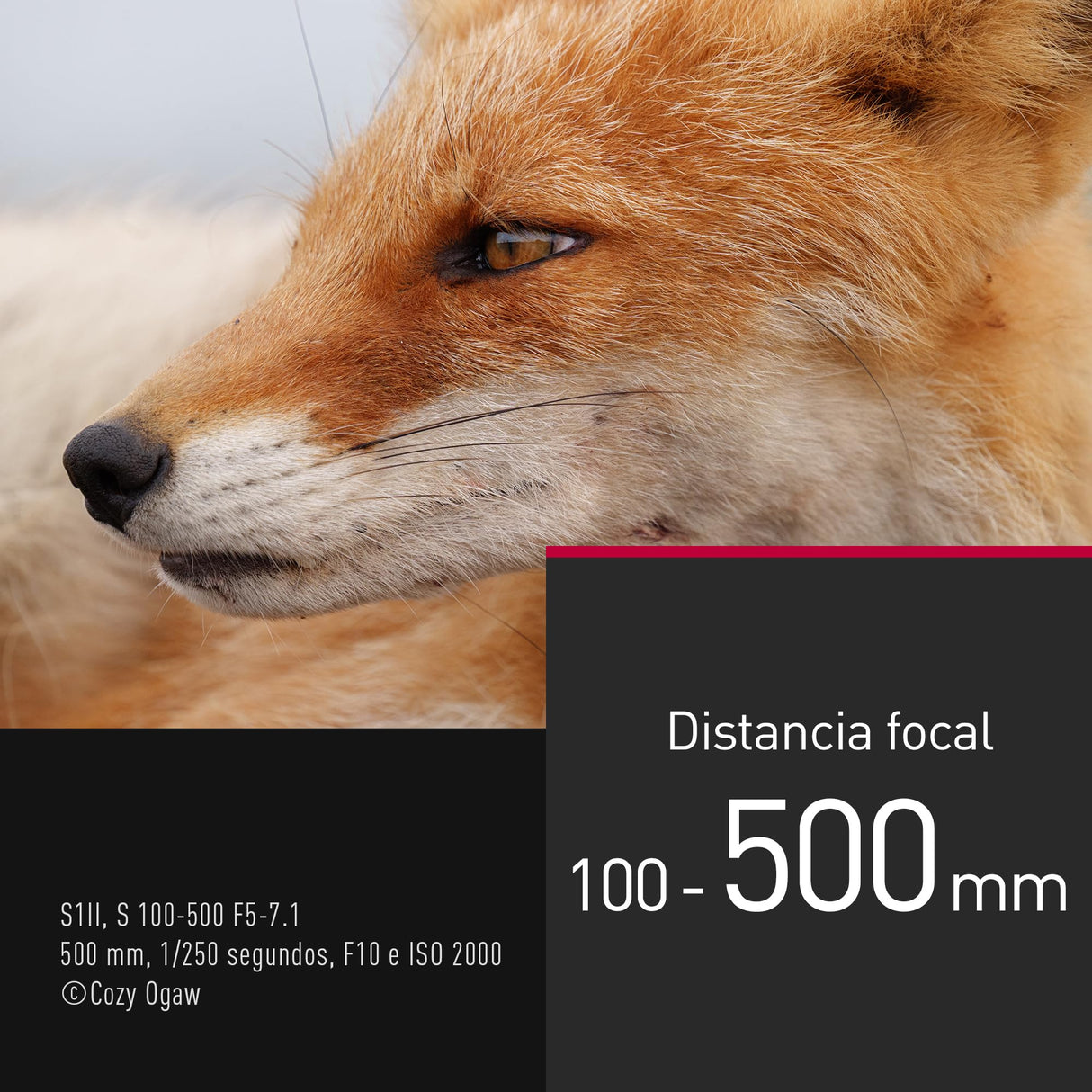 Panasonic LUMIX S-R100500E 100-500mm f/5-7,1 O.I.S. Lente con Montura L, Teleobjetivo Zoom de Fotograma, Enfoque Cercano de 0,8 m, Anillo De Enfoque Personalizable, Resistente a la Intemperie, Negro
