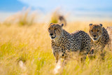 Tamron Objetivo para Sony E-Mount (150-500 mm, F/5-6.7, di III VC VXD, para Montura Sony E-Mount), Negro