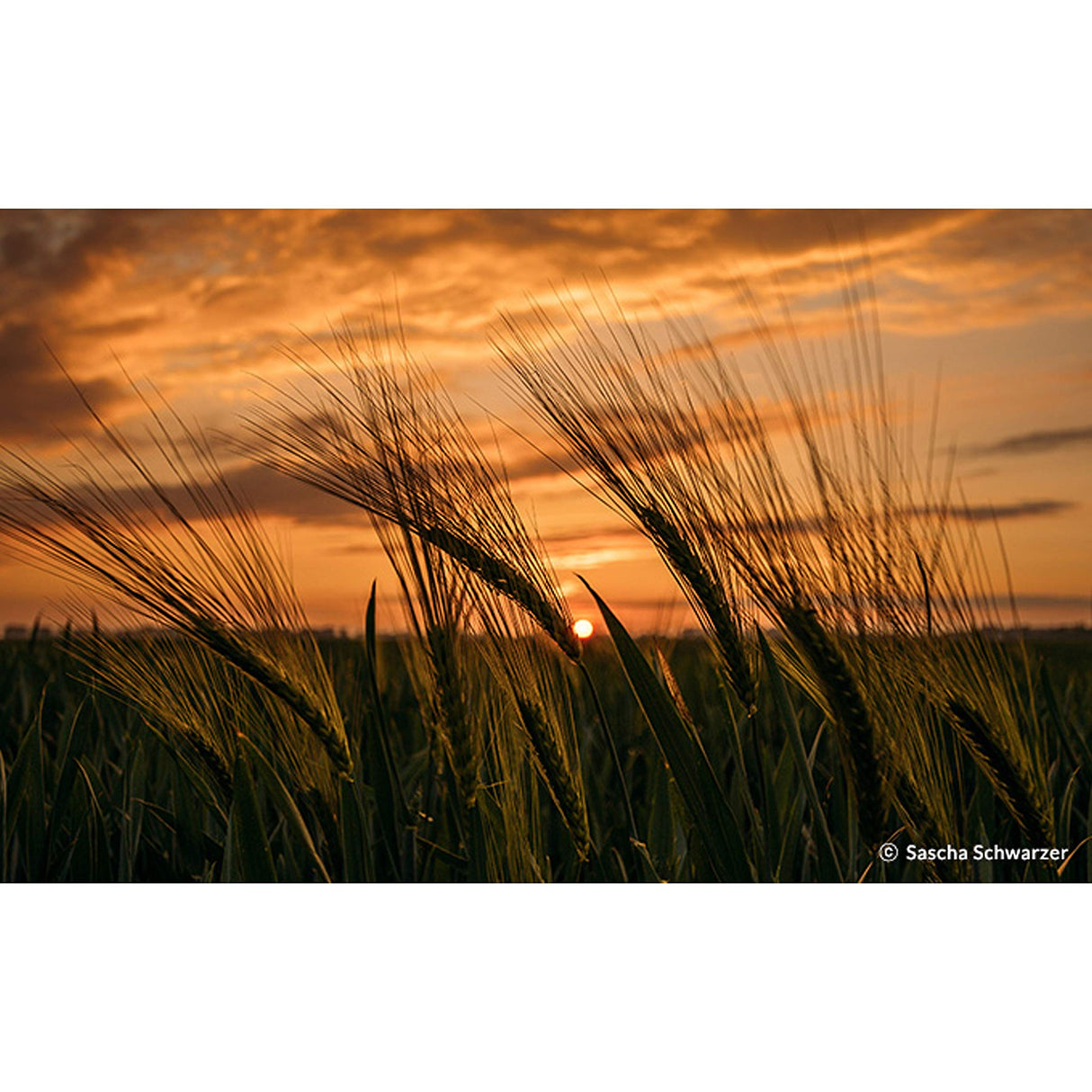 Samyang F1111210101 - Objetivo fotográfico DSLR para Fuji X (Distancia Focal Fija 85mm, Apertura f/1.4-22 AS IF UMC, diámetro Filtro: 72mm), Negro