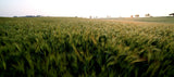 Samyang F1120705101 - Objetivo fotográfico DSLR para Sony A (distancia focal fija 16mm, apertura f/2.0 ED AS UMC CS, diámetro filtro: 77mm), negro
