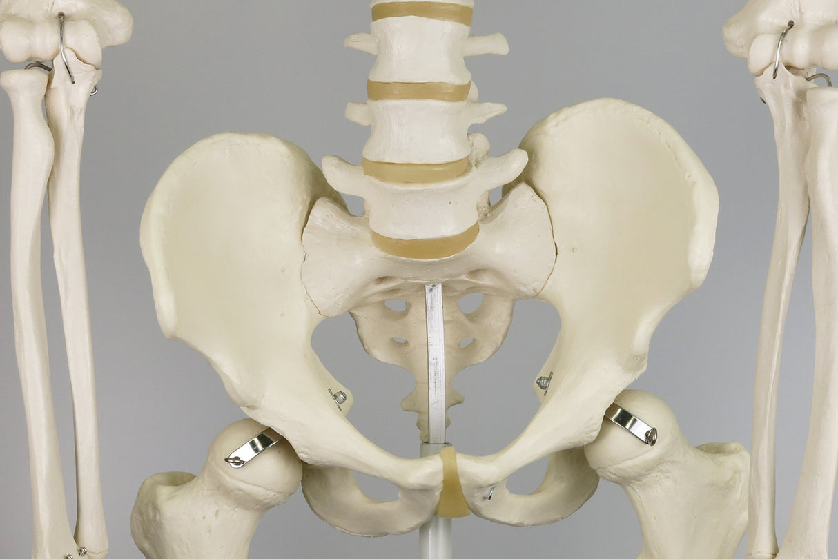 3B Scientific A10/1 Modelo de anatomía humana Esqueleto Clásico Stan Colgado sobre Soporte con 5 Rollen