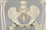 3B Scientific A10/1 Modelo de anatomía humana Esqueleto Clásico Stan Colgado sobre Soporte con 5 Rollen