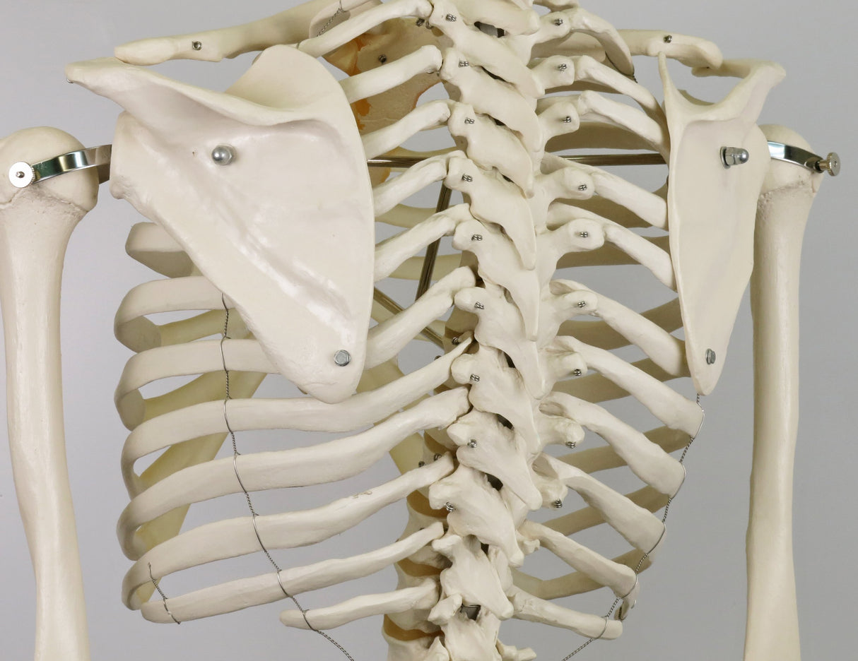 3B Scientific A10/1 Modelo de anatomía humana Esqueleto Clásico Stan Colgado sobre Soporte con 5 Rollen
