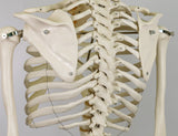 3B Scientific A10/1 Modelo de anatomía humana Esqueleto Clásico Stan Colgado sobre Soporte con 5 Rollen
