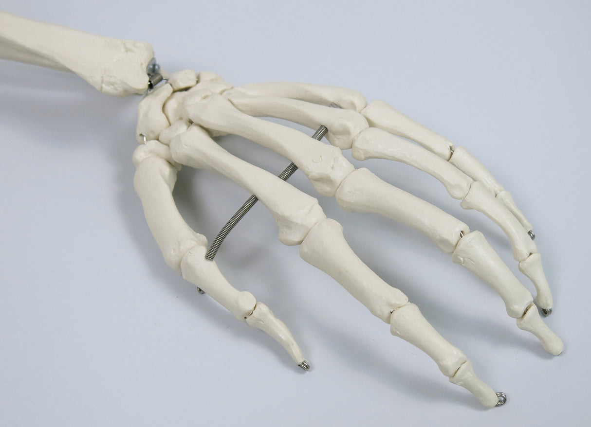 3B Scientific A10/1 Modelo de anatomía humana Esqueleto Clásico Stan Colgado sobre Soporte con 5 Rollen