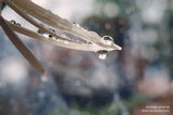 Lensbaby - Velvet 56 - para Nikon F - Suave y Aterciopelado Macro y Retratos - Efecto Brillo