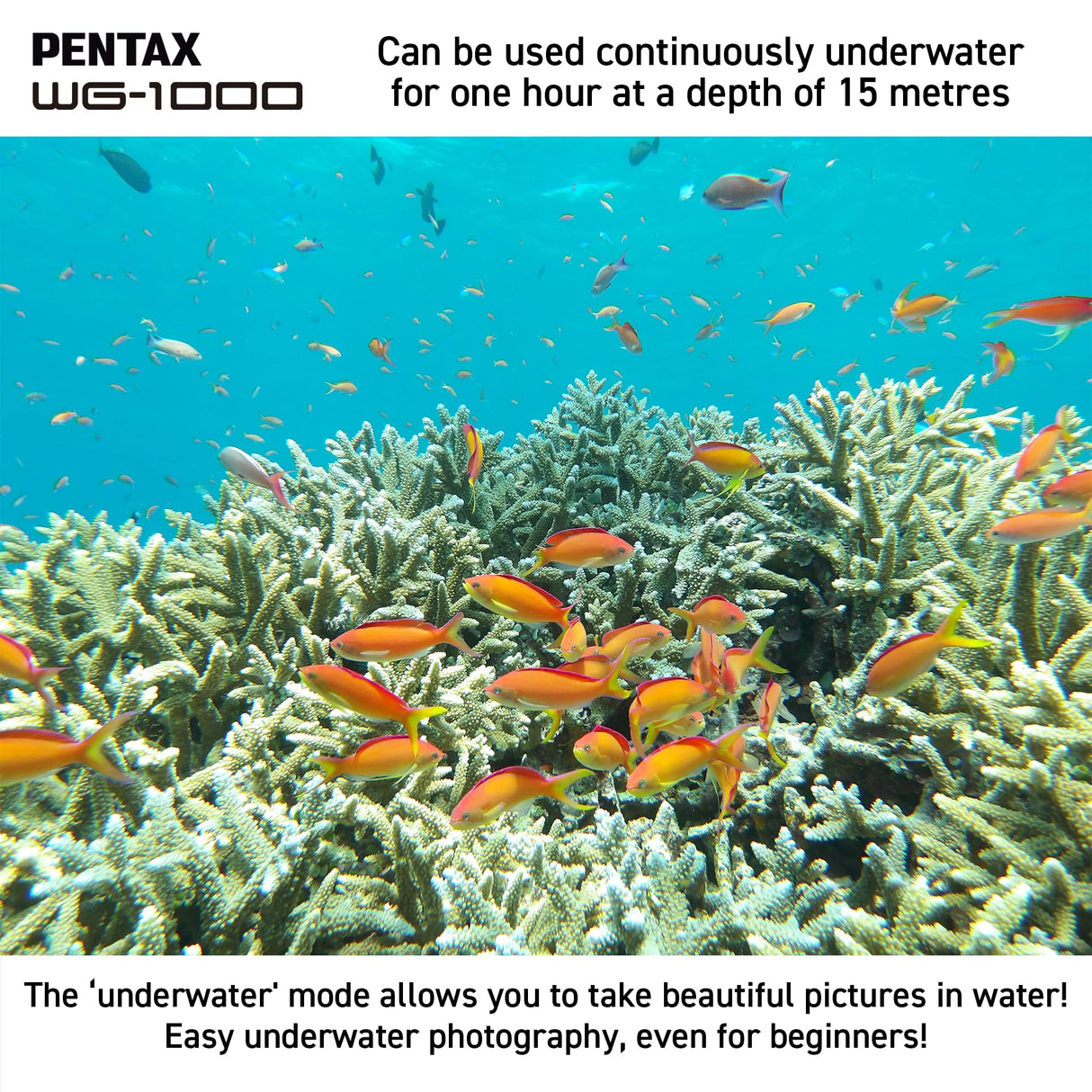Cámara Digital compacta Resistente al Agua PENTAX WG-1000 (Gris), diseñada para fotografía Informal en Exteriores y bajo el Agua, Resistente al Agua hasta una Profundidad de 15 Metros (una Hora)
