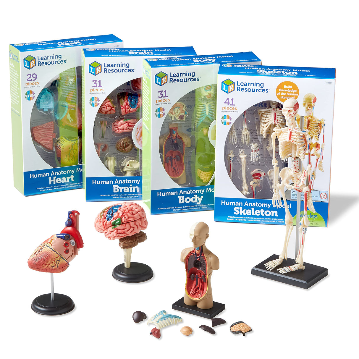 Learning Resources Set de Modelos anatómicos